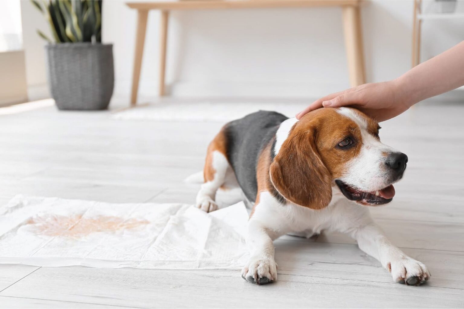 Housebreaking and Potty Training Dogs for Lasting Success